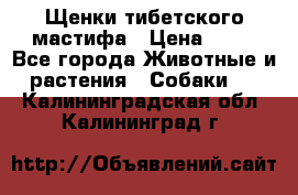 Щенки тибетского мастифа › Цена ­ 80 - Все города Животные и растения » Собаки   . Калининградская обл.,Калининград г.